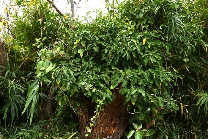 Leaves, buds, and flowers of kizuta (wood ivy) and fuyu-tsuta (winter ivy)
