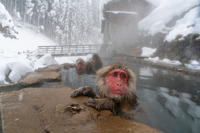 Japanese macaque monkey bathing in a hot spring in Nagano Prefecture Take a hot spring bath in Korakukan