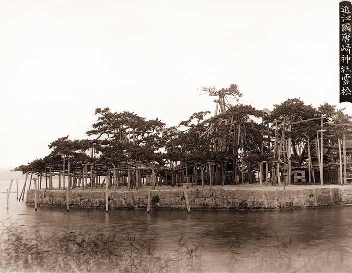 Pine tree in Karasaki  1880s  The famous Pine Tree at Karasaki  Karasaki no Matsu  in Omi  Shiga Prefecture. The pine tree was one of the Eight Views of Omi  Omi Hakkei , the most scenic views of Omi Province  current Shiga Prefecture . Meiji 1880s