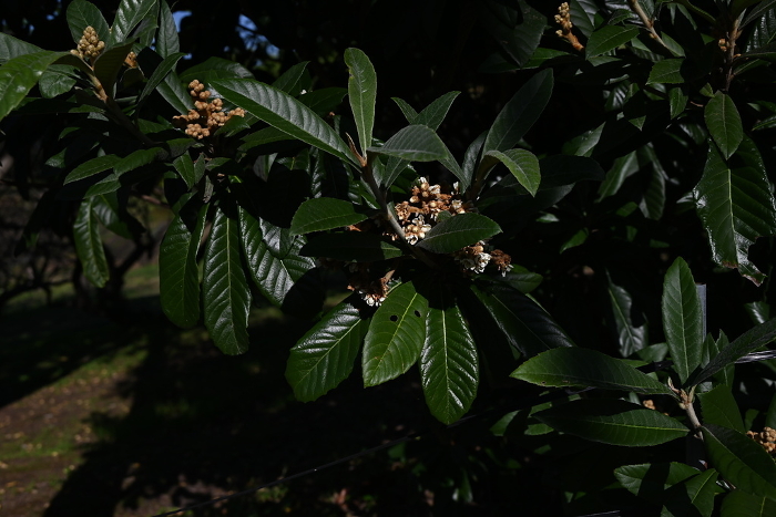 Biwa (loquat) buds and flowers