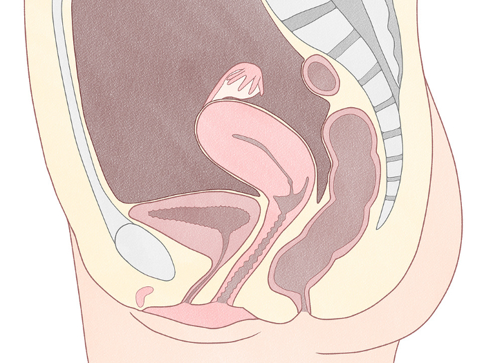 Illustration of female reproductive organs (internal genitalia) Easy-to-understand anatomy of the human body
