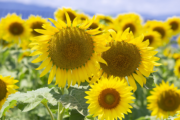 Sunflower field Yasu City, Shiga Prefecture Come to Yasu  Sunflower Maze 