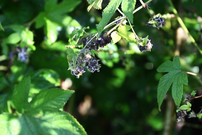 Flowers and fruits of the canadensis (ironweed)