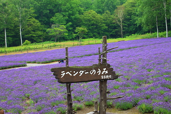 Lavender Forest, Furano City, Hokkaido
