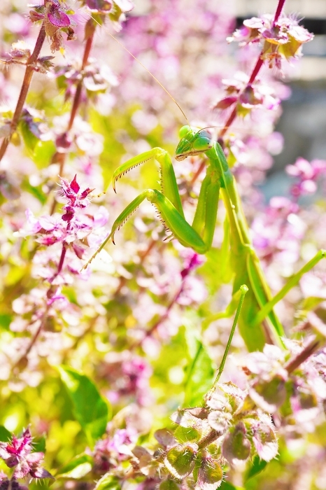 Green praying mantis looking at us from inside a fall purple truce flower field outdoors, vertical