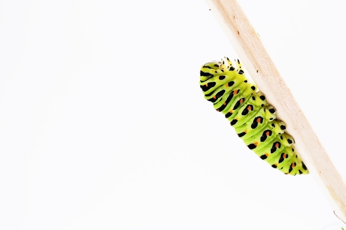 Colorful terminal instar larva of a Chiaguaridae butterfly making a thread locus on disposable chopsticks against a white background