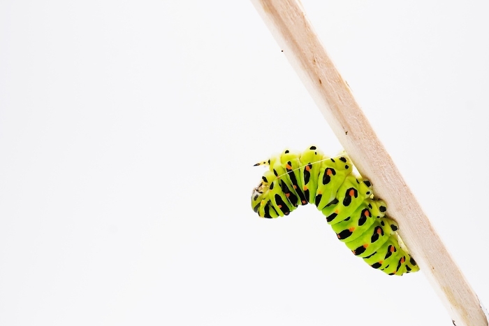 Terminal instar larva of a yellow-bellied swallowtail butterfly leaning over a white background with multiple banded threads to increase strength