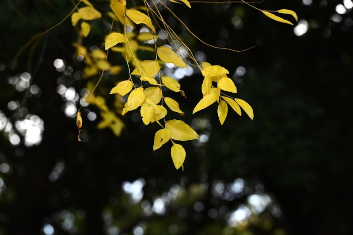 Yellow leaves of jujube tree, Seasonal Backgrounds Web graphics