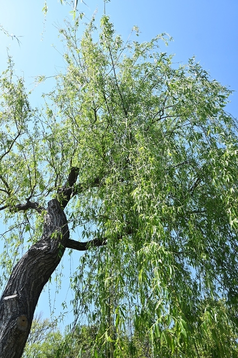 Weeping willow (weeping willow), Ono Michikaze, Frog in willow