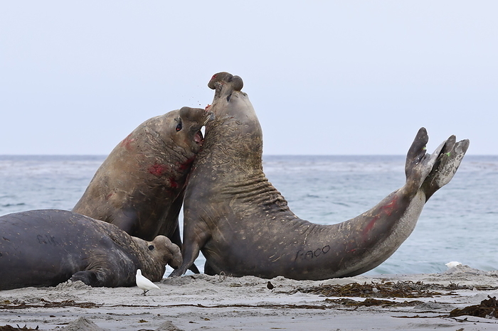 Two southern elephant seal  Mirounga leonina  bulls rear up and attack to establish dominance, Sea Lion Island, Falkland Islands, South America Two southern elephant seal  Mirounga leonina  bulls rear up and attack to establish dominance, Sea Lion Island, Falkland Islands, South America, by Eleanor Scriven