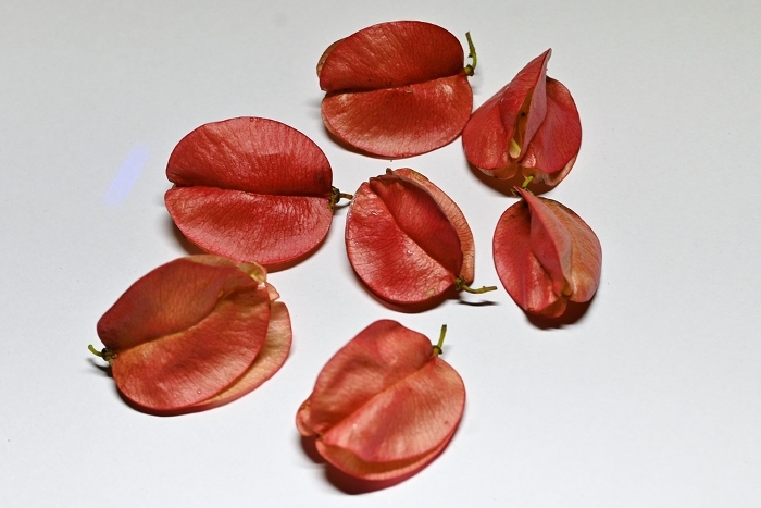 Fruits and seeds of Formosan pomelo (Taiwanese pomelo) / Formosan cendan borage (Bodija japonica)