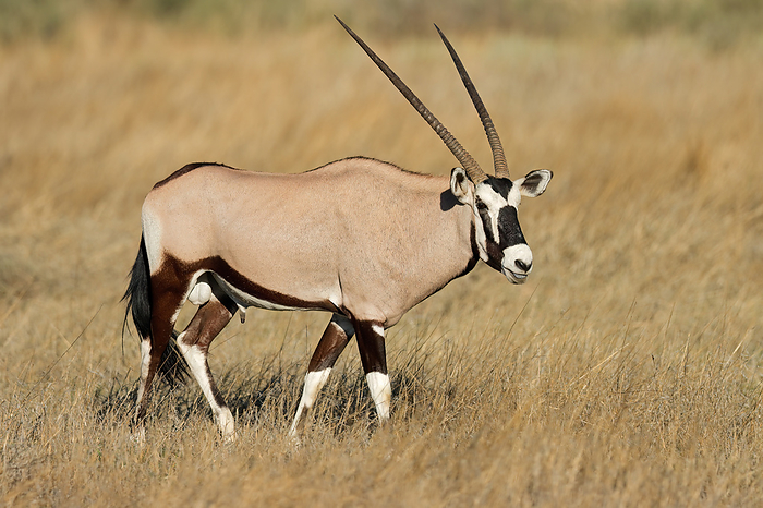 A gemsbok antelope  Oryx gazella  in natural habitat A gemsbok antelope  Oryx gazella  in natural habitat, by Zoonar Nico Smit