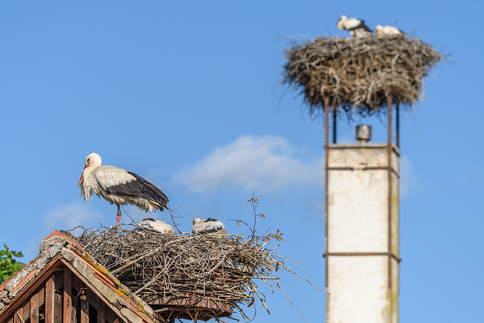 White stork whith chicks on the nest in a village in spring. White stork whith chicks on the nest in a village in spring., by Zoonar christian d 