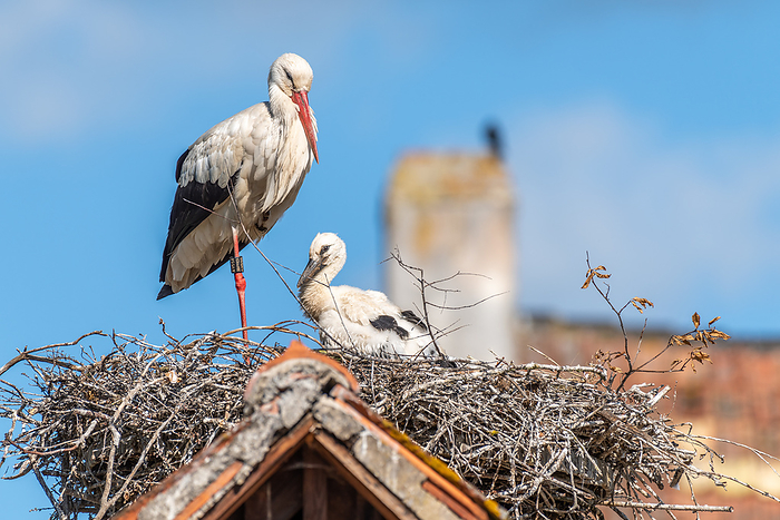 White stork whith chicks on the nest in a village in spring. White stork whith chicks on the nest in a village in spring., by Zoonar christian d 