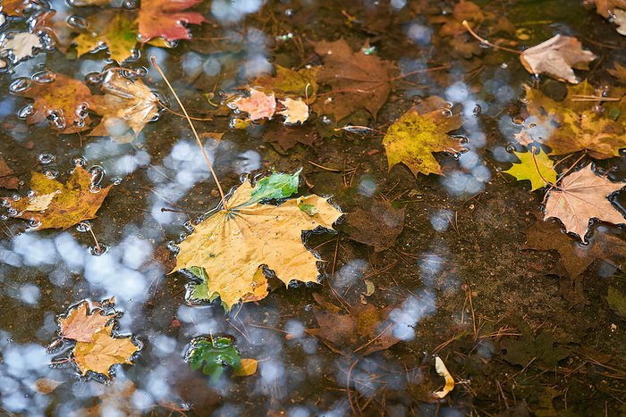 Leaves of Norway maple in a puddle in wet autumn weather in a Park in Poland Leaves of Norway maple in a puddle in wet autumn weather in a Park in Poland, by Zoonar HEIKO KUEVERL