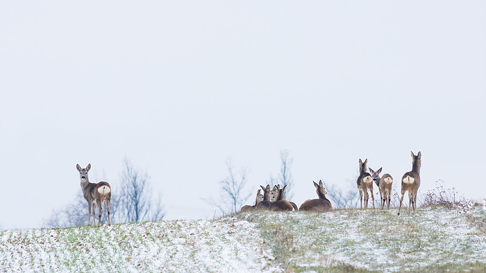 Roe deer herd in winter on a field Roe deer herd in winter on a field, by Zoonar Ewald Fr