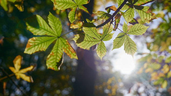 Leaves of a horse chestnut Aesculus hippocastanum, in a park against the light at sunset Leaves of a horse chestnut Aesculus hippocastanum, in a park against the light at sunset, by Zoonar HEIKO KUEVERL