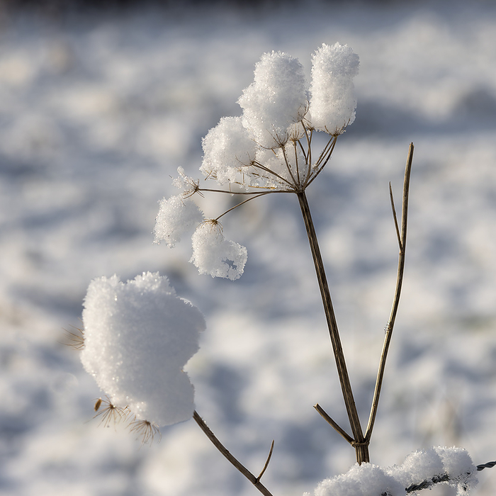 Snow clinging to a dead Cow Parsley stem in winter Snow clinging to a dead Cow Parsley stem in winter, by Zoonar Phil Bird