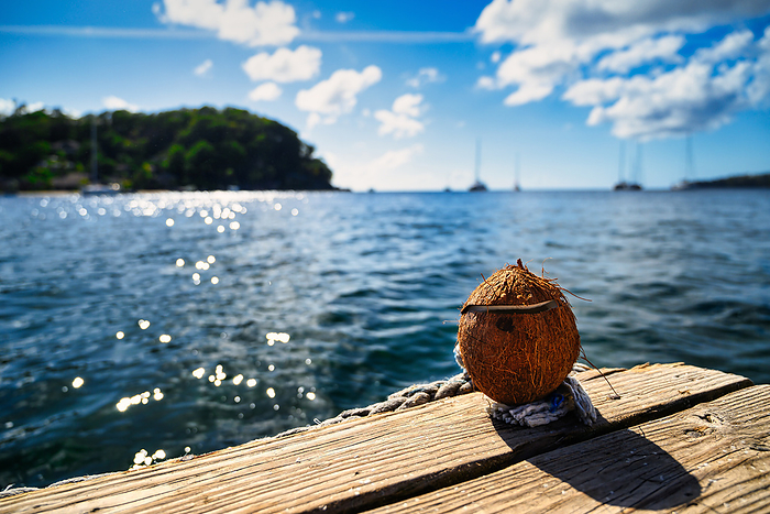 A view of a coconut on St. Vincent in the Caribbean A view of a coconut on St. Vincent in the Caribbean, by Zoonar Andreas V lk