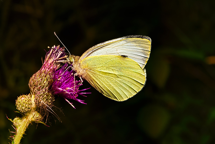A view of a white butterfly in natural habitat A view of a white butterfly in natural habitat, by Zoonar Andreas V lk