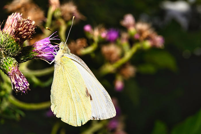 A view of a white butterfly in natural habitat A view of a white butterfly in natural habitat, by Zoonar Andreas V lk
