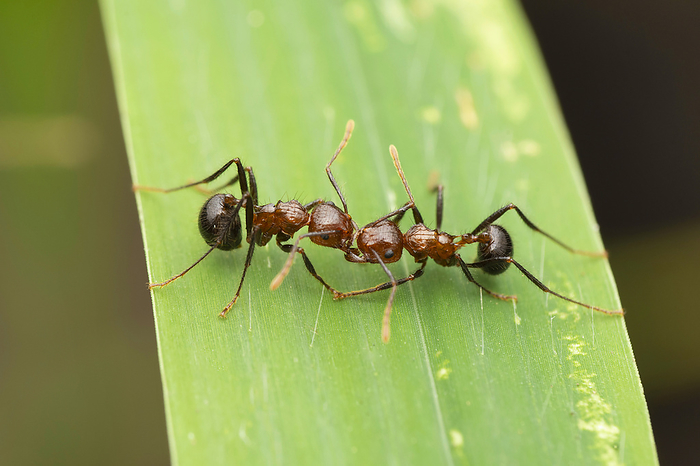 Short legged hunchback ant,  Myrmicaria brunnea, Satara, Maharashtra, India Short legged hunchback ant,  Myrmicaria brunnea, Satara, Maharashtra, India, by Zoonar RealityImages