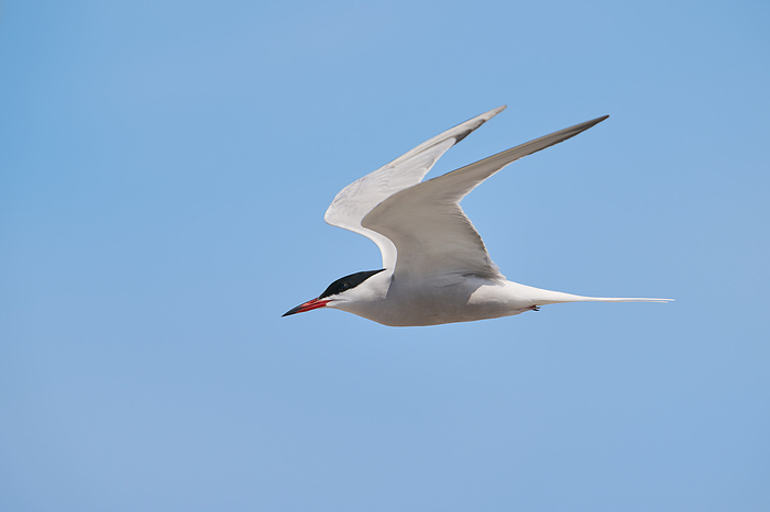 arctic tern flying, Sterna paradisaea arctic tern flying, Sterna paradisaea, by Zoonar CHRISTOPHBOSC
