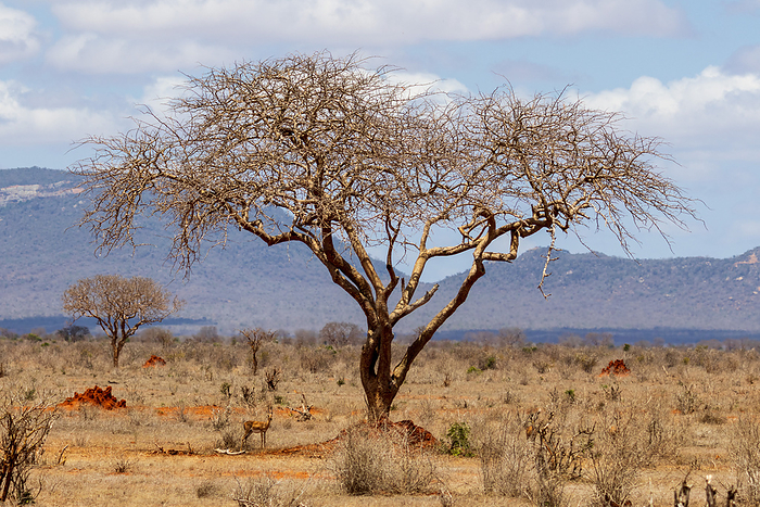 African tree with antilope African tree with antilope, by Zoonar Lars Fortuin