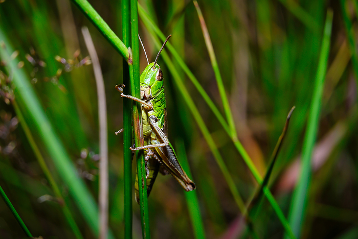 A view of a grasshopper in its natural habitat A view of a grasshopper in its natural habitat, by Zoonar Andreas V lk