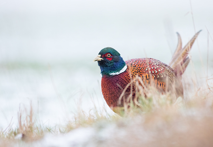 Pheasant on a winter meadow Pheasant on a winter meadow, by Zoonar Ewald Fr