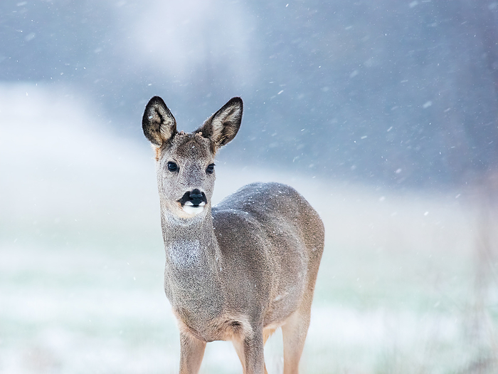 Roe deer female standing in snowy weather Roe deer female standing in snowy weather, by Zoonar Ewald Fr