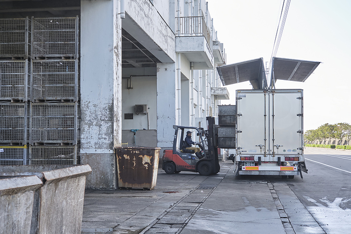 Photo taken in 2023: Makurazaki fishing port, skipjack tuna being shipped from a cold storage warehouse. Makurazaki City, Kagoshima Prefecture, Japan October 2023
