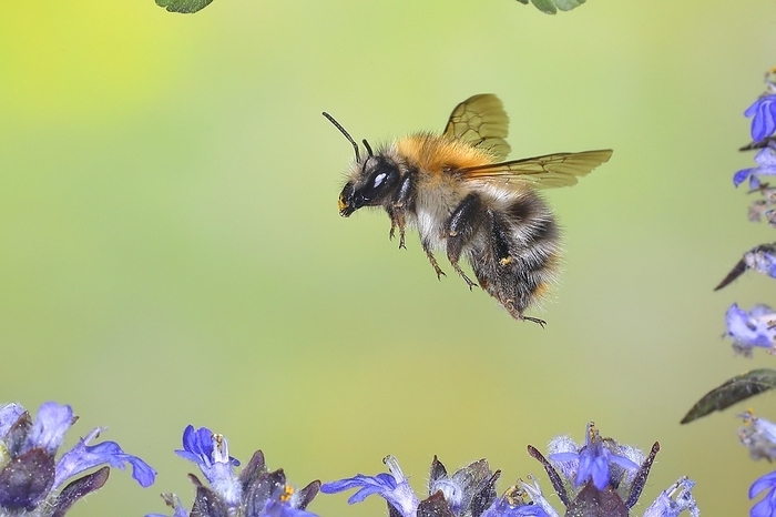 Common carder-bee (Bombus pascuorum), in flight, highspeed nature photo, over creeping blue bugle (Ajuga reptans), Siegerland, North Rhine-Westphalia, Germany, Europe, by Friedhelm Adam