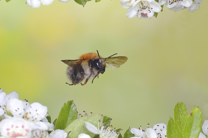 Common carder-bee (Bombus pascuorum), in flight, highspeed nature photo, over two-handled midland hawthorn (Crataegus laevigata), Siegerland, North Rhine-Westphalia, Germany, Europe, by Friedhelm Adam