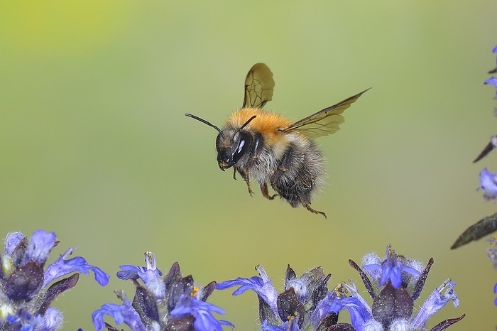 Common carder-bee (Bombus pascuorum), in flight, highspeed nature photo, over creeping blue bugle (Ajuga reptans), Siegerland, North Rhine-Westphalia, Germany, Europe, by Friedhelm Adam