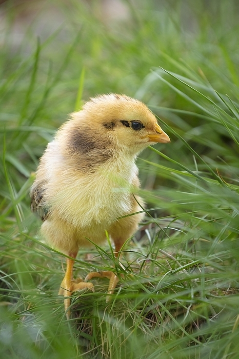 chicken Domestic fowl  Gallus gallus domesticus , chick in degree, Mecklenburg Western Pomerania, Germany, Europe, by Andreas Kursawe