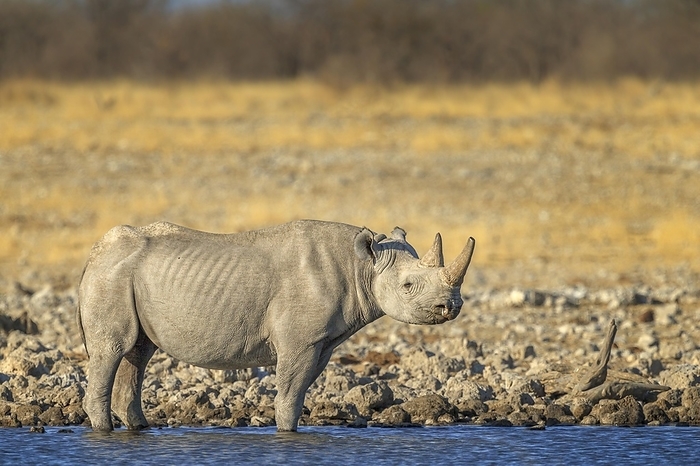 black rhinoceros  Diceros bicornis  Black rhino  Diceros bicornis  standing in waterhole. Etosha National Park, Namibia, Africa, by Anette Mossbacher