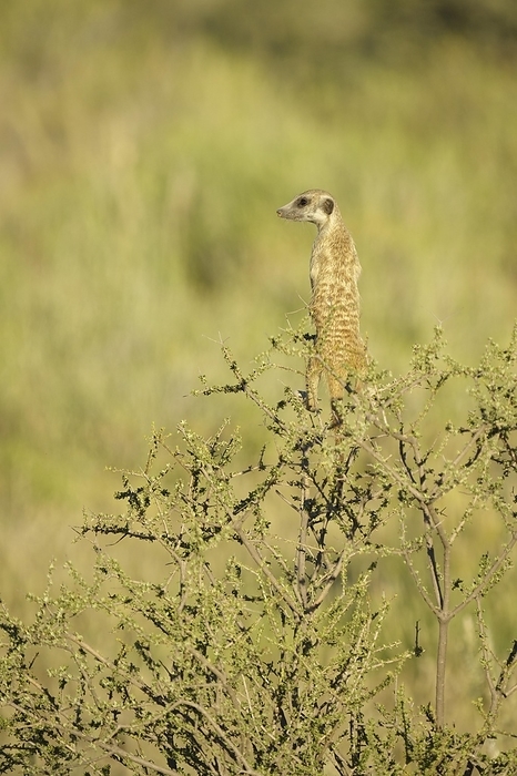 meerkat  Suricata suricatta  Meerkats  Suricata suricatta  balancing on bush. Kalahari, Kgalagadi Transfrontier Park, South Africa, Africa, by Anette Mossbacher