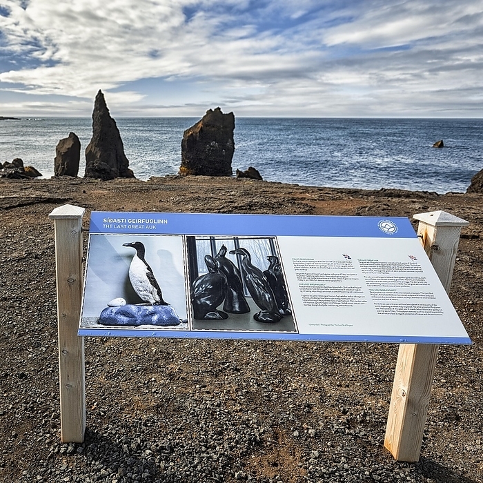Information board on the coast, extinct great auk (Pinguinus impennis), rock needles, Valahnukur cliff, Reykjanes Peninsula, Iceland, Europe, by Angela to Roxel