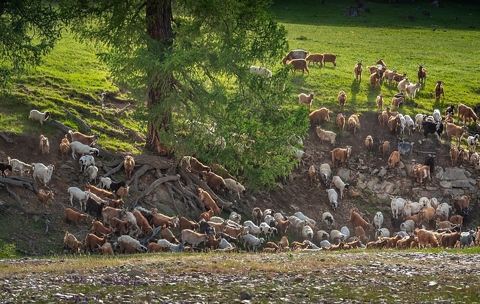 A large larch (larix sibirica) with roots exposed on the steep slope, flock of sheep and goats grazing around, green grass on the back, Uvs province, Mongolia, Asia, by Bayar Balgantseren
