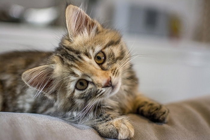 Portrait of a kitten, by Bernard Jaubert