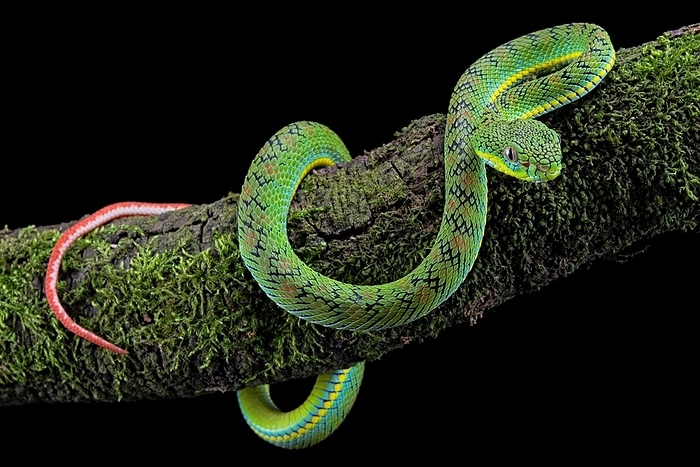 Palawan pit viper (Parias schultzei) on branch, juvenile, endemic to Palawan, Philippines, Asia, by Clément Carbillet