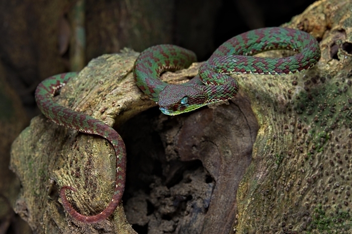 Brown-spotted pit viper (Trimeresurus venustus), Krabi, endemic, Southern Thailand, Thailand, Asia, by Clément Carbillet