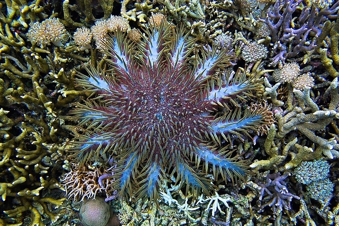 Crown-of-thorns starfish (Acanthaster planci) Sulawesi, by Clément Carbillet