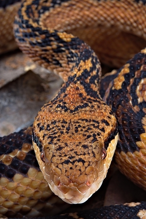 Bushmaster (Lachesis muta) French Guyana, by Clément Carbillet