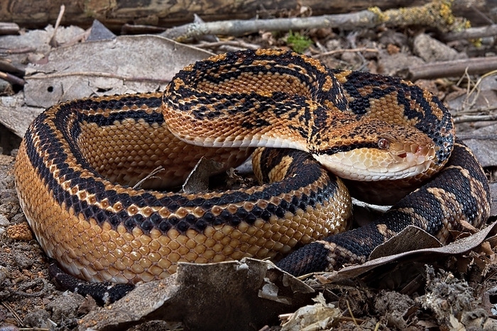 Bushmaster (Lachesis muta) French Guyana, by Clément Carbillet