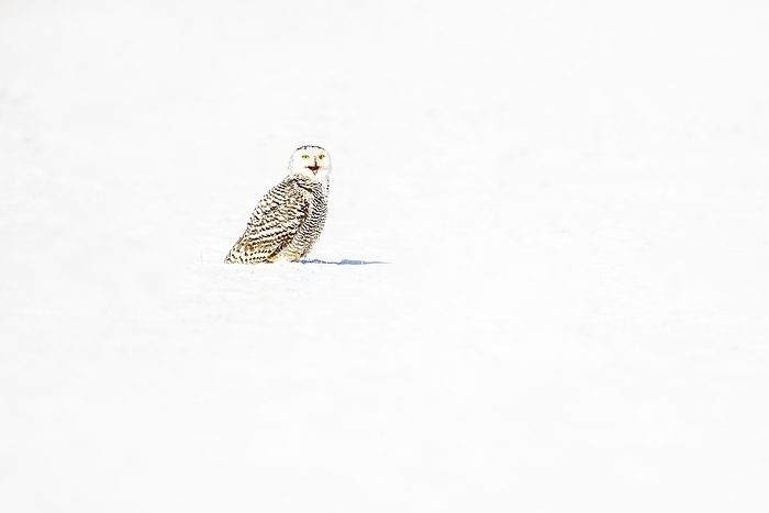 snowy owl  Bubo scandiacus  Snowy owl  Bubo scandiacus , in winter, Bavarian Forest, Germany, Europe, by Christian Naumann