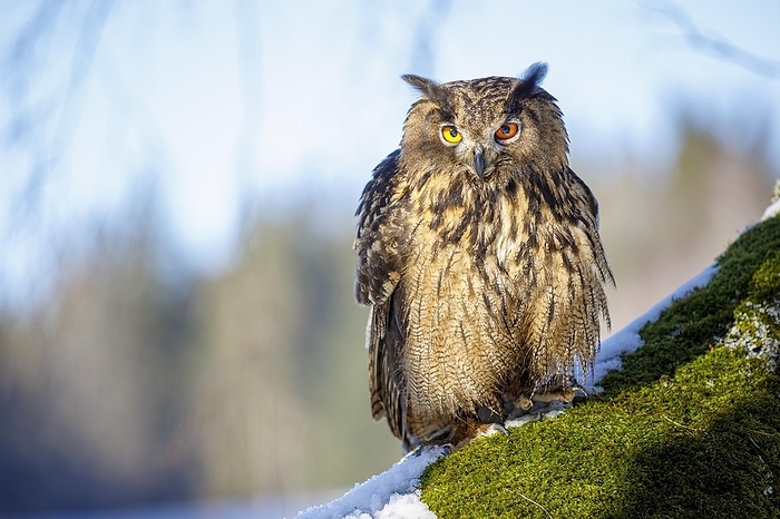 Eurasian eagle owl  Bubo bubo  Eurasian eagle owl  Bubo bubo , Captive, Bavarian Forest, Bavaria, Germany, Europe, by Christian Naumann