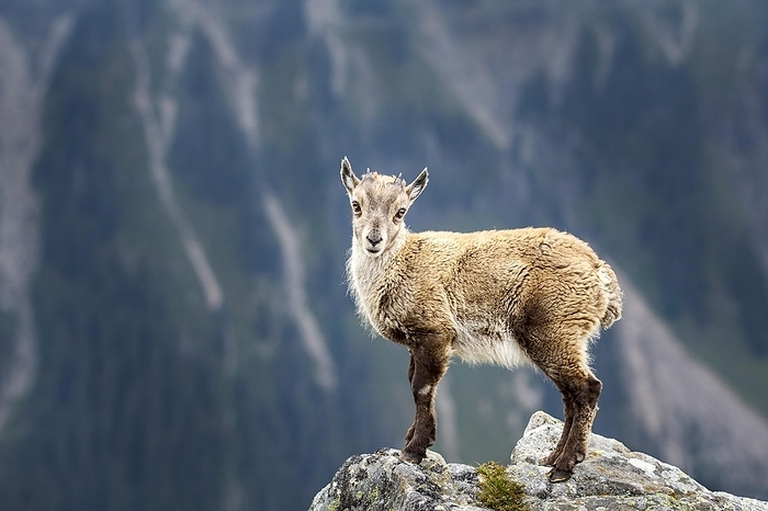 ibex Alpine Ibex  Capra ibex , young animal, Bernese Oberland, Switzerland, Europe, by Christian Naumann