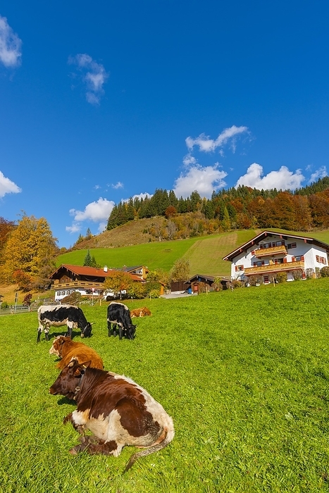 Farmland with cows, Ramsau, Berchtesgadener Land, Upper Bavaria, Germany, Europe, by Wolfgang Diederich